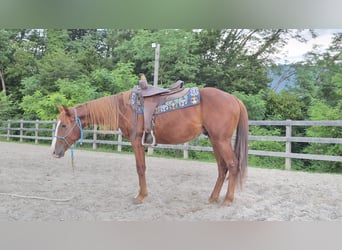 American Quarter Horse, Hengst, 2 Jahre, 140 cm, Rotfuchs
