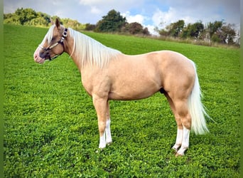 American Quarter Horse, Hengst, 2 Jahre, 141 cm, Palomino