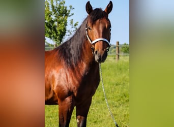 American Quarter Horse, Hengst, 2 Jahre, 142 cm, Brauner