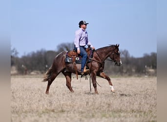 American Quarter Horse, Hengst, 2 Jahre, 142 cm, Roan-Red