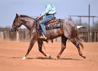 American Quarter Horse, Hengst, 2 Jahre, 142 cm, Roan-Red