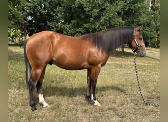 American Quarter Horse, Hengst, 2 Jahre, 143 cm, Brauner