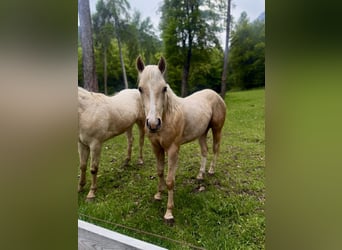 American Quarter Horse, Hengst, 2 Jahre, 143 cm, Palomino