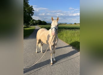 American Quarter Horse, Hengst, 2 Jahre, 144 cm, Perlino