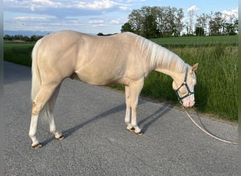 American Quarter Horse, Hengst, 2 Jahre, 144 cm, Perlino