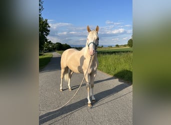 American Quarter Horse, Hengst, 2 Jahre, 144 cm, Perlino