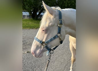 American Quarter Horse, Hengst, 2 Jahre, 144 cm, Perlino
