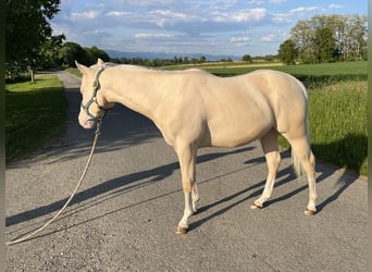 American Quarter Horse, Hengst, 2 Jahre, 144 cm, Perlino