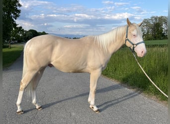 American Quarter Horse, Hengst, 2 Jahre, 144 cm, Perlino