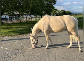 American Quarter Horse, Hengst, 2 Jahre, 144 cm, Perlino