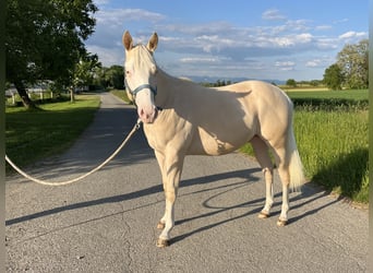 American Quarter Horse, Hengst, 2 Jahre, 144 cm, Perlino