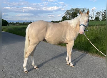 American Quarter Horse, Hengst, 2 Jahre, 144 cm, Perlino