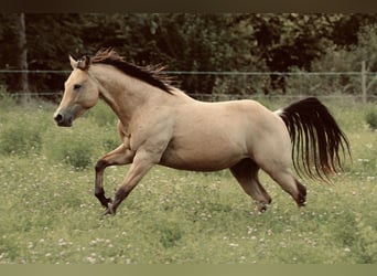 American Quarter Horse, Hengst, 2 Jahre, 145 cm, Buckskin