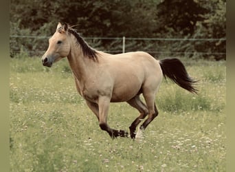American Quarter Horse, Hengst, 2 Jahre, 145 cm, Buckskin