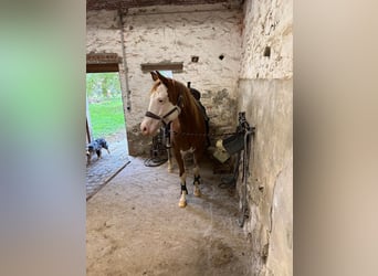 American Quarter Horse, Hengst, 2 Jahre, 145 cm, Dunkelfuchs