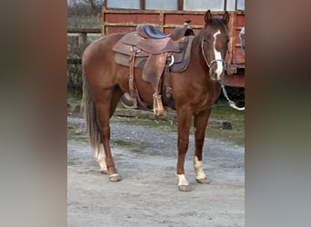 American Quarter Horse, Hengst, 2 Jahre, 145 cm, Dunkelfuchs