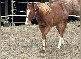 American Quarter Horse, Hengst, 2 Jahre, 145 cm, Palomino