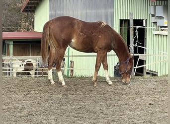 American Quarter Horse, Hengst, 2 Jahre, 145 cm, Palomino