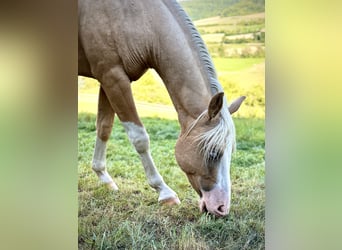 American Quarter Horse, Hengst, 2 Jahre, 145 cm, Palomino