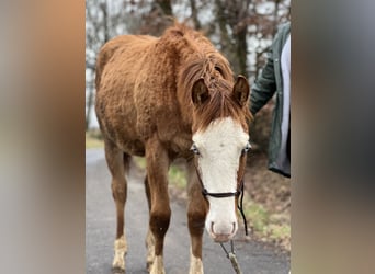 American Quarter Horse, Hengst, 2 Jahre, 145 cm, Red Dun