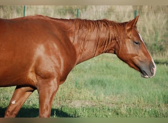 American Quarter Horse, Hengst, 2 Jahre, 146 cm, Fuchs