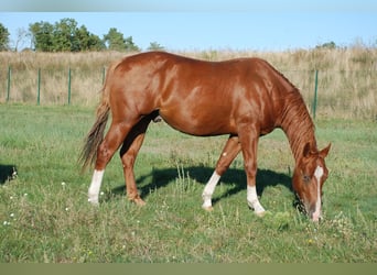 American Quarter Horse, Hengst, 2 Jahre, 146 cm, Fuchs