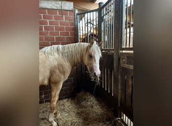 American Quarter Horse, Hengst, 2 Jahre, 146 cm, Palomino