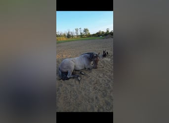 American Quarter Horse, Hengst, 2 Jahre, 146 cm, Roan-Bay