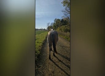 American Quarter Horse, Hengst, 2 Jahre, 146 cm, Roan-Bay