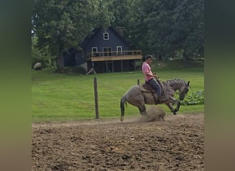 American Quarter Horse, Hengst, 2 Jahre, 146 cm, Roan-Bay