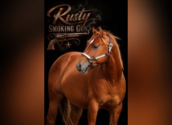 American Quarter Horse, Hengst, 2 Jahre, 146 cm, Rotfuchs