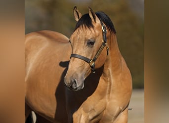 American Quarter Horse, Hengst, 2 Jahre, 147 cm, Buckskin