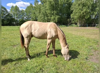 American Quarter Horse Mix, Hengst, 2 Jahre, 147 cm, Champagne