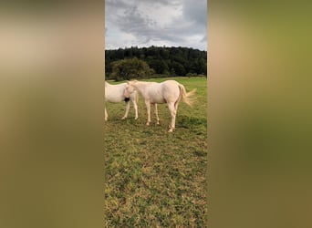 American Quarter Horse, Hengst, 2 Jahre, 147 cm, Cremello