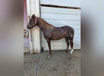 American Quarter Horse, Hengst, 2 Jahre, 147 cm, Fuchs
