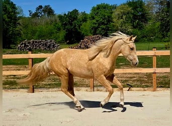 American Quarter Horse, Hengst, 2 Jahre, 147 cm, Palomino