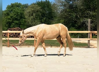 American Quarter Horse, Hengst, 2 Jahre, 147 cm, Palomino