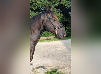 American Quarter Horse, Hengst, 2 Jahre, 147 cm, Rappe