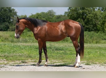 American Quarter Horse, Hengst, 2 Jahre, 147 cm, Rotbrauner