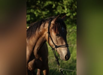 American Quarter Horse, Hengst, 2 Jahre, 148 cm, Buckskin