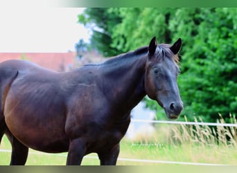 American Quarter Horse, Hengst, 2 Jahre, 148 cm