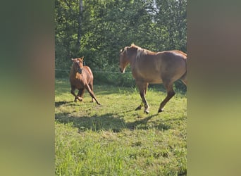 American Quarter Horse, Hengst, 2 Jahre, 148 cm, Fuchs