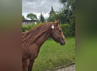 American Quarter Horse, Hengst, 2 Jahre, 148 cm, Fuchs