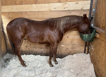 American Quarter Horse, Hengst, 2 Jahre, 148 cm, Fuchs