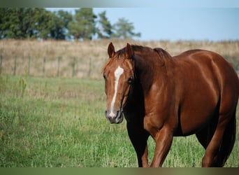 American Quarter Horse, Hengst, 2 Jahre, 148 cm, Fuchs