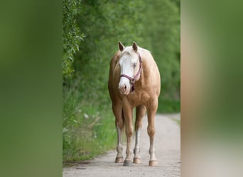 American Quarter Horse, Hengst, 2 Jahre, 148 cm, Palomino