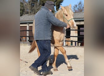 American Quarter Horse, Hengst, 2 Jahre, 148 cm, Palomino