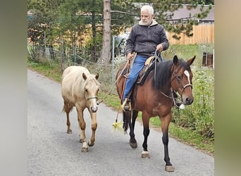 American Quarter Horse, Hengst, 2 Jahre, 148 cm, Palomino
