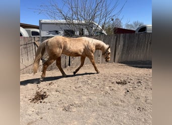 American Quarter Horse, Hengst, 2 Jahre, 148 cm, Palomino