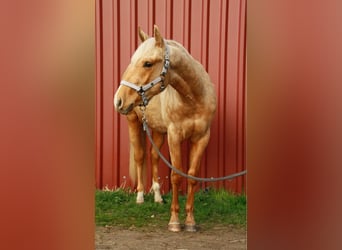 American Quarter Horse, Hengst, 2 Jahre, 148 cm, Palomino